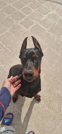 Doberman