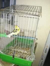 Canari mâle adulte jaune avec sa cage 
