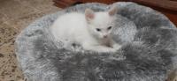 chat-chaton-angora-oran-algerie