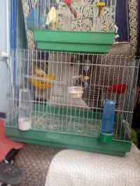 Deux canari 