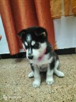 chien-husky-siberien-original-femelle-35jour-baraki-alger-algerie