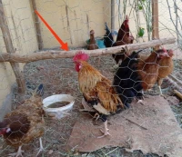سردوك اعرب