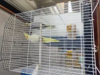 Couple calopsitte avec cage