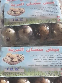 بيض سمان البرية 