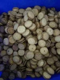 Déchet biscuit 