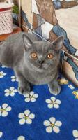 cat-chat-british-4-mois-vacciner-avec-litiere-et-cage-maison-saoula-algiers-algeria