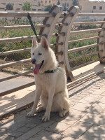 chien-husky-siberien-tipaza-algerie