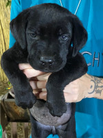 chien-cane-corso-birkhadem-alger-algerie