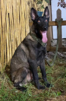 chien-malinois-birkhadem-alger-algerie