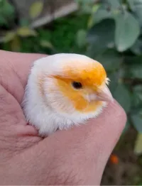 Canari demi mosaïque mâle ذكر كناري جاهز مع القفص