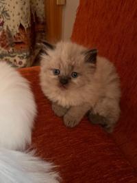 قطط-chat-male-persan-chirazi-تيزي-وزو-الجزائر