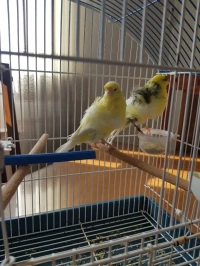 Canaris parisien 2 