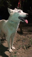 chien-husky-femelle-blanche-ouled-fayet-alger-algerie