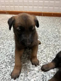 Chiots  malinois  