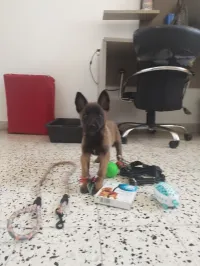 Malinois 