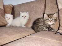 Chat persan 
