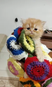 Chat persan 