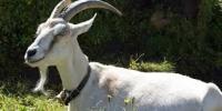 آخر-chevre-et-mouton-عنابة-الجزائر