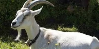 Chèvre et Mouton 