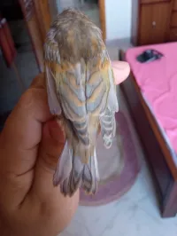 ميلي مقنين جاسب وكلاسيك 