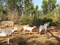 animaux-de-ferme-vente-chevre-a-azeffoun-tizi-ouzou-algerie