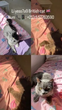 British cat