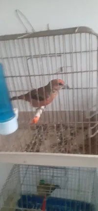 Bec croisé rouge 
