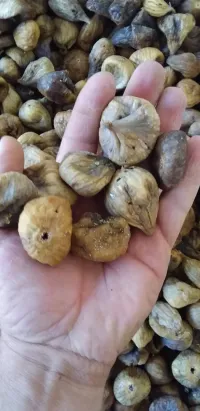 بوعنداس سطيف 