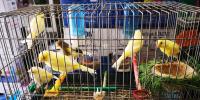 oiseau-vend-20-canaris-adultes-et-jeunes-04-satines-yeux-rouges-machaa-lah-avec-leurs-cages-bab-ezzouar-alger-algerie