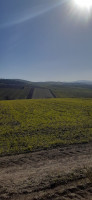 terrain-agricole-vente-ain-temouchent-tolba-algerie