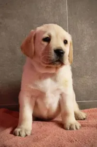 Labrador retriever 