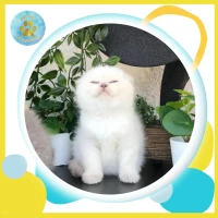 Scottish fold femelle blue point 
