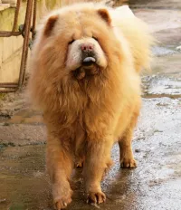 Disponible male chow chow pour sallie