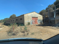 hangar-location-alger-staoueli-algerie