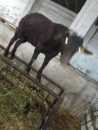 Bouc