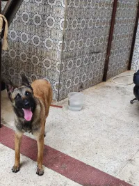 Malinois Femelle 7ora 