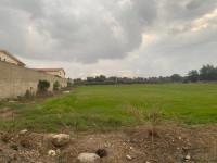 terrain-agricole-vente-blida-boufarik-algerie