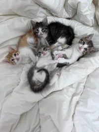 Adorables chatons à adopter!