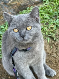 Chat british enceinte 