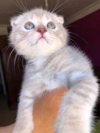 Jolie chatons Scottish fold et British  pure race à vendre 