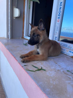 chien-la-pure-race-malinois-bab-ezzouar-alger-algerie