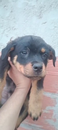 كلب-chiot-rottweiler-حاسي-مماش-مستغانم-الجزائر
