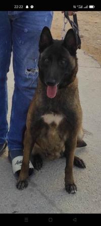 كلب-femelle-malinois-عين-تموشنت-تيموشنت-الجزائر