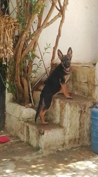 dogs-femelle-berger-allemand-alger-centre-algeria