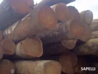 EXPORTATION DE BOIS INDUSTRIELLE 