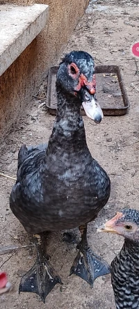 البط البربري canard de barbarie 