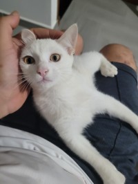 قطة-chat-khao-mane-عين-طاية-الجزائر