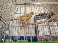 3 canaris,2 mal et une femelle 