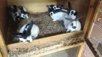 Lapine papillon giant