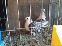 Pigeons 